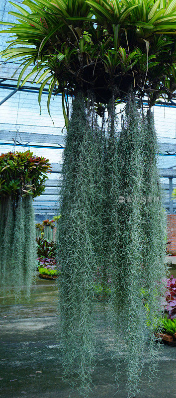 泰国Tillansia usenoides Hung垂直
